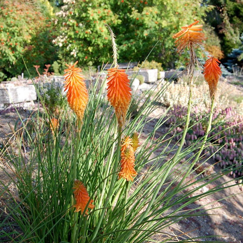 Dwarf Red Hot Poker