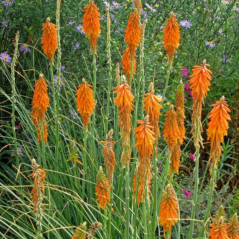 Dwarf Red Hot Poker - Thumbnail 2