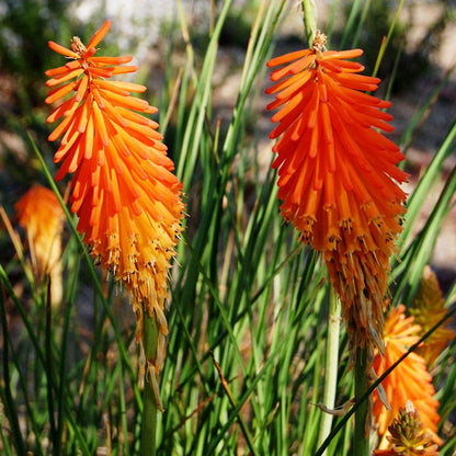 Dwarf Red Hot Poker
