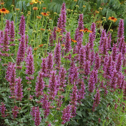 Kudos™ Silver Blue Agastache