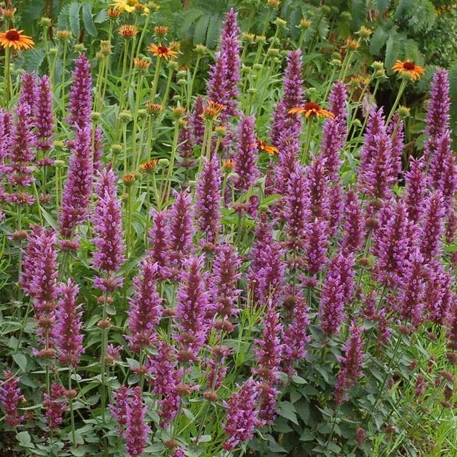 Agastache Collection