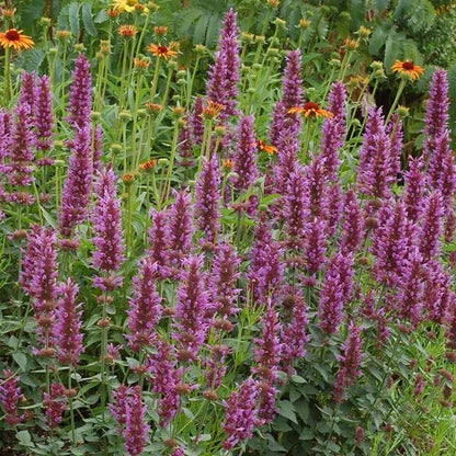 Agastache Collection