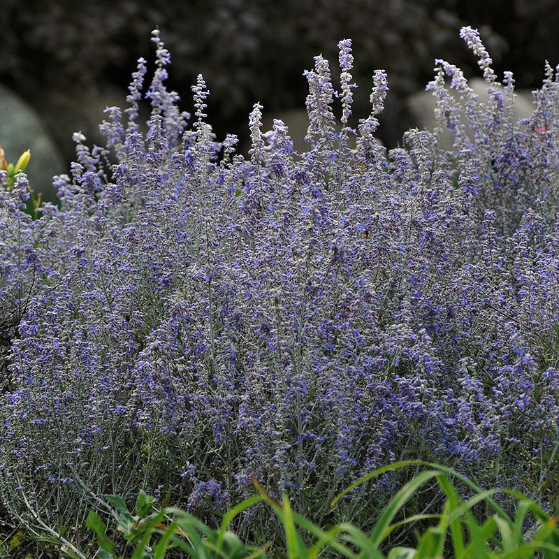 Lacey Blue Russian Sage