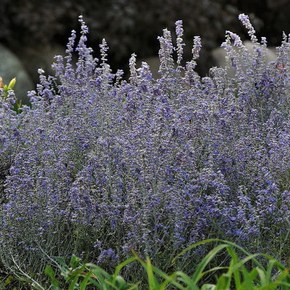 Lacey Blue Russian Sage