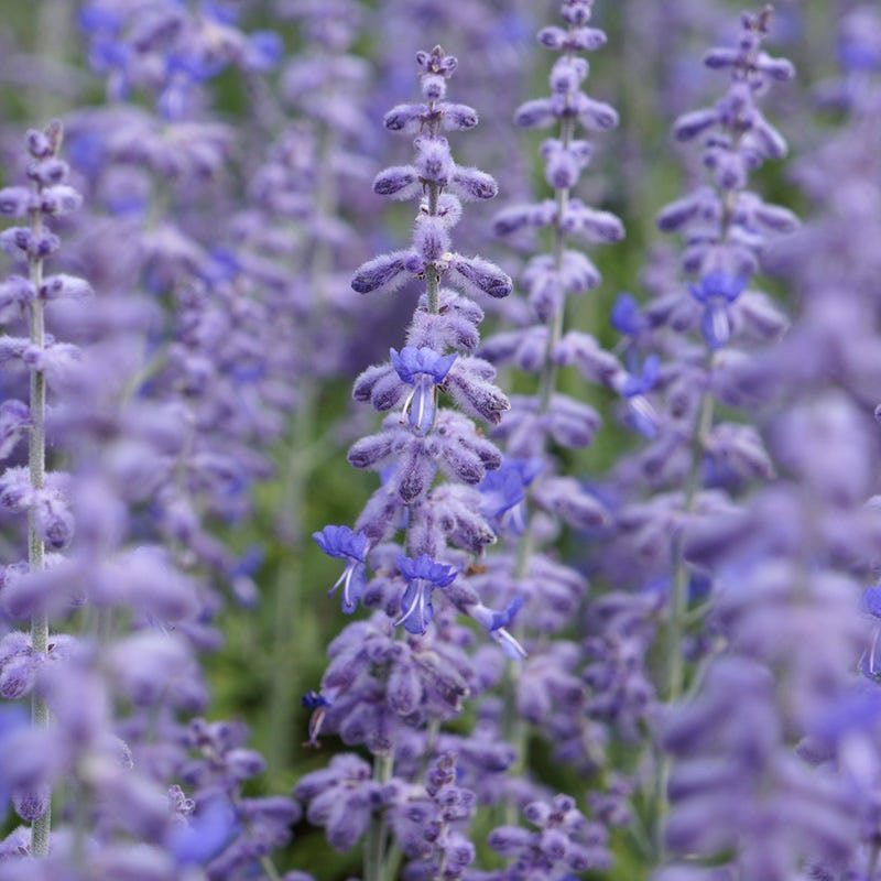 Lacey Blue Russian Sage
