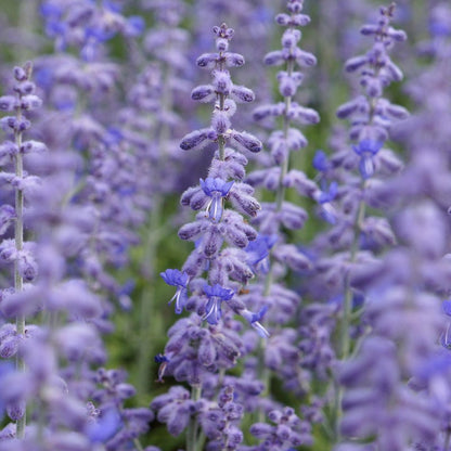 Lacey Blue Russian Sage