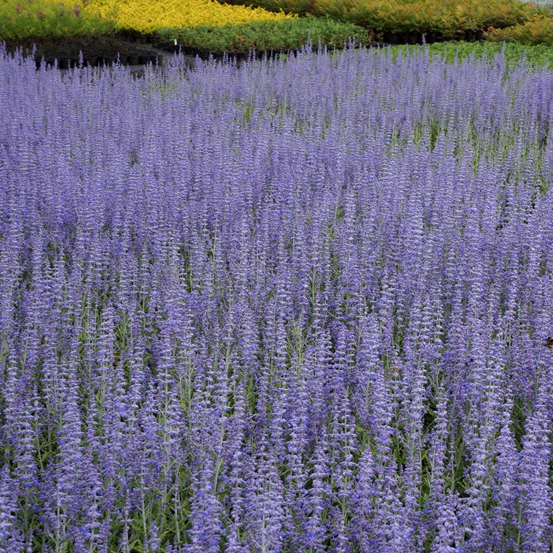 russian lavender plant Perovskia atriplicifolia Lacy Blue, Lacy Blue Dwarf Russian Sage