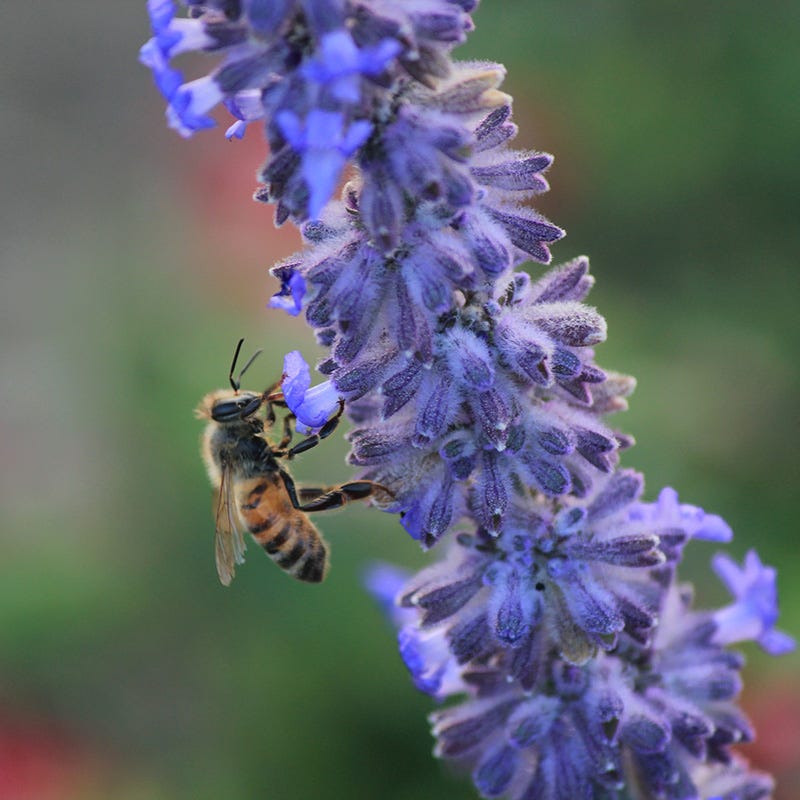 russian lavender plant Perovskia atriplicifolia Lacy Blue, Lacy Blue Dwarf Russian Sage