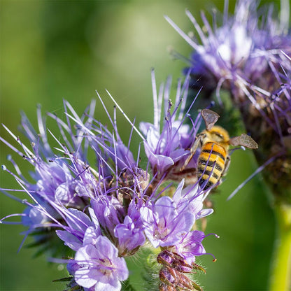 Lacy Phacelia Seeds