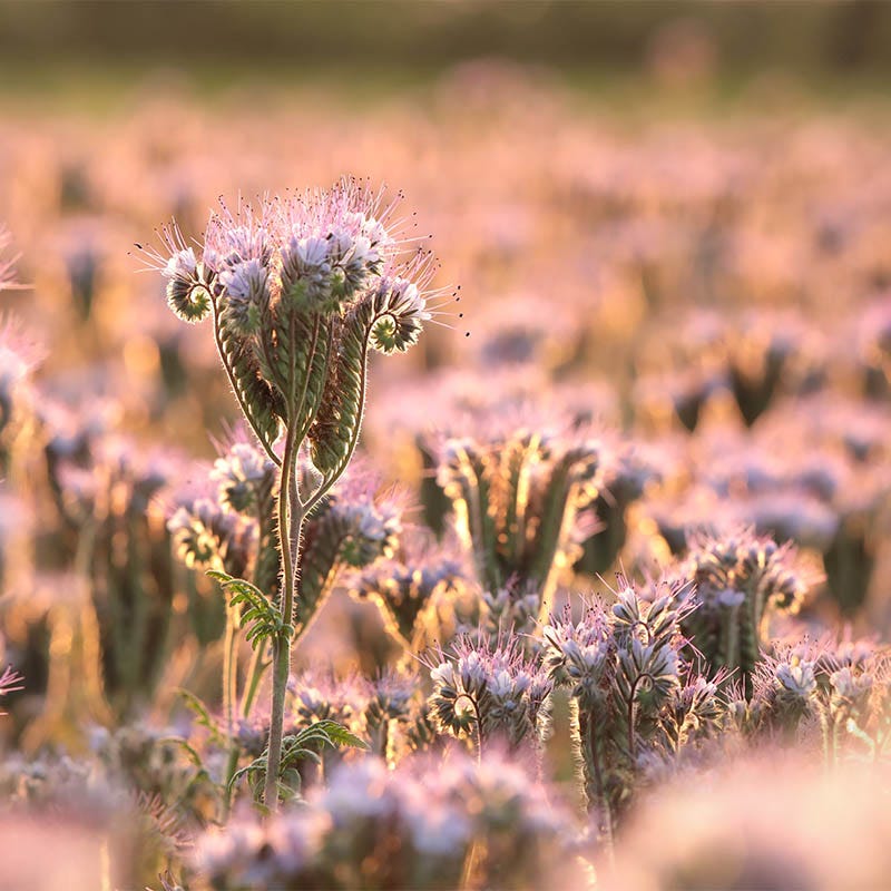 Lacy Phacelia Seeds