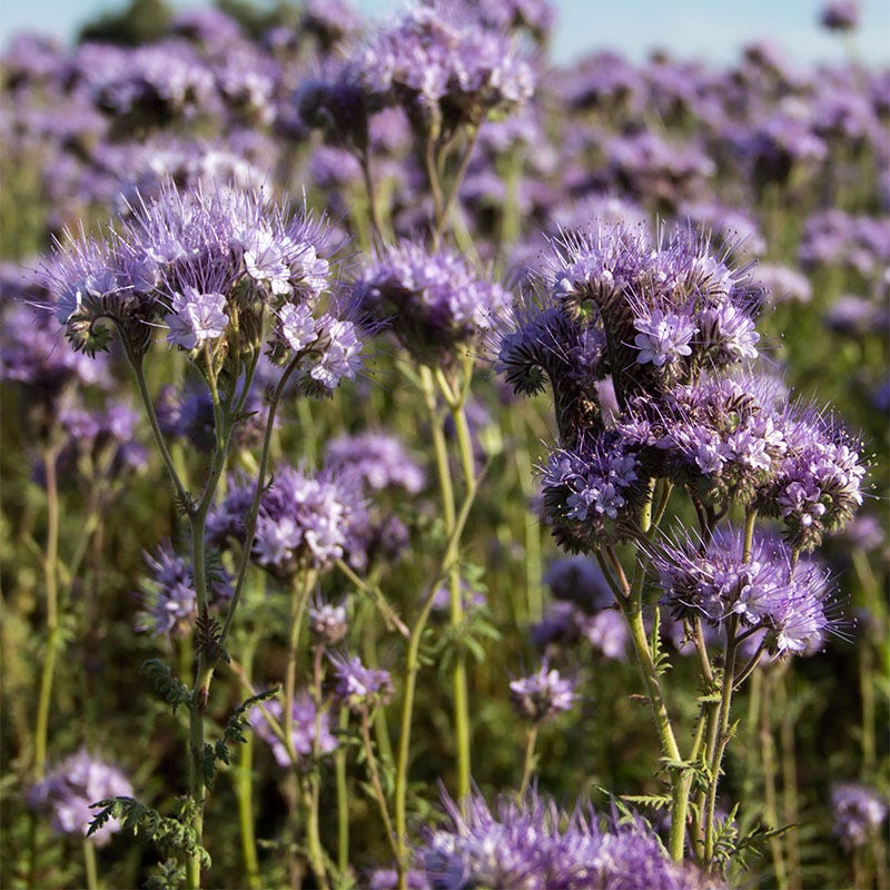 planting phacelia seeds Lacy Phacelia Seeds, Phacelia tanacetifolia