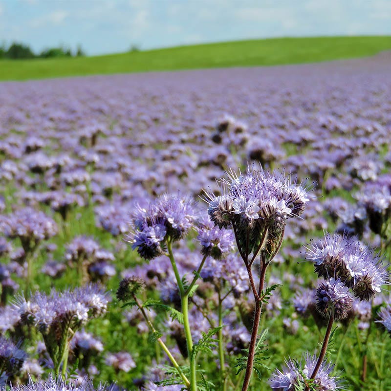 planting phacelia seeds Lacy Phacelia Seeds, Phacelia tanacetifolia