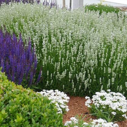 La Diva Spirit White English Lavender