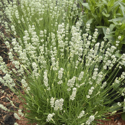 La Diva Spirit White English Lavender