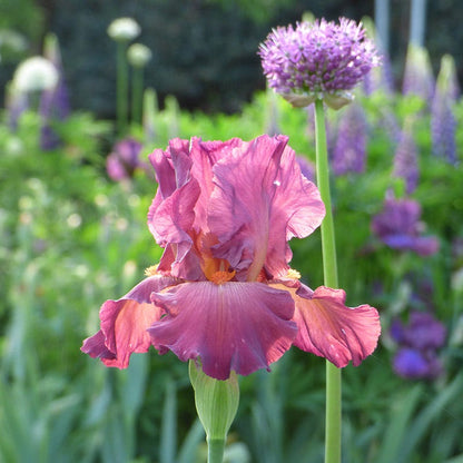Lady Friend Bearded Iris