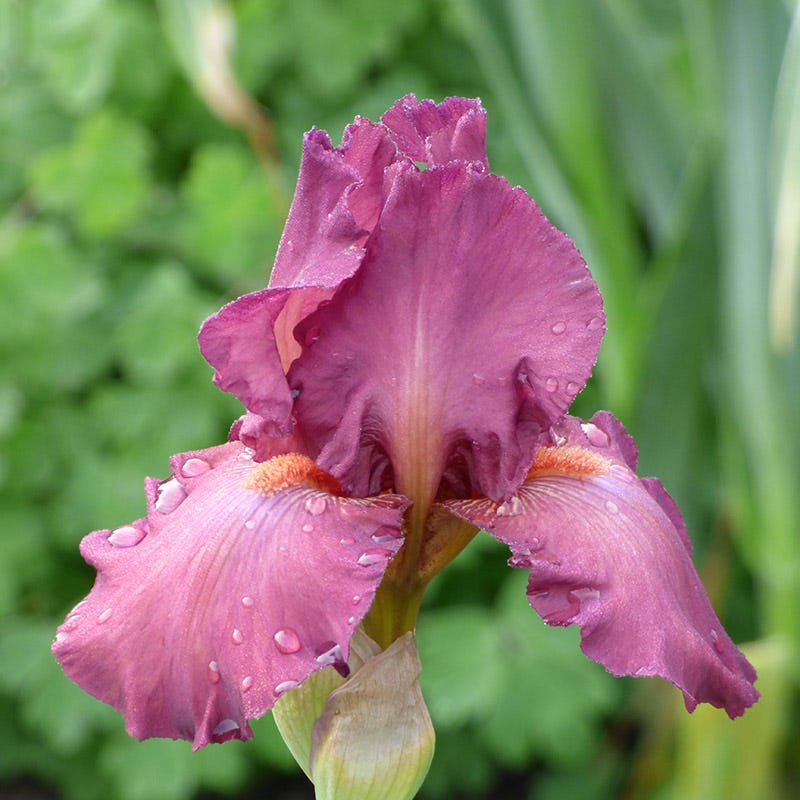 Lady Friend Bearded Iris
