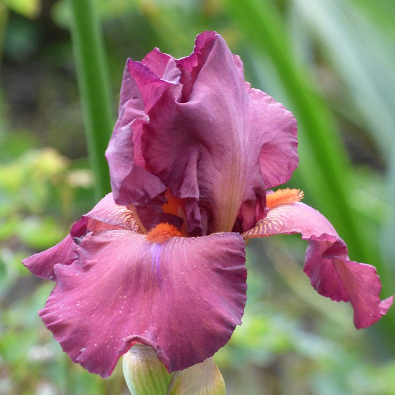 Desert Sky Bearded Iris Collection