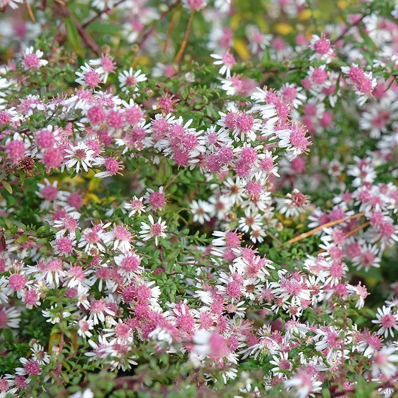 'Lady in Black' Aster