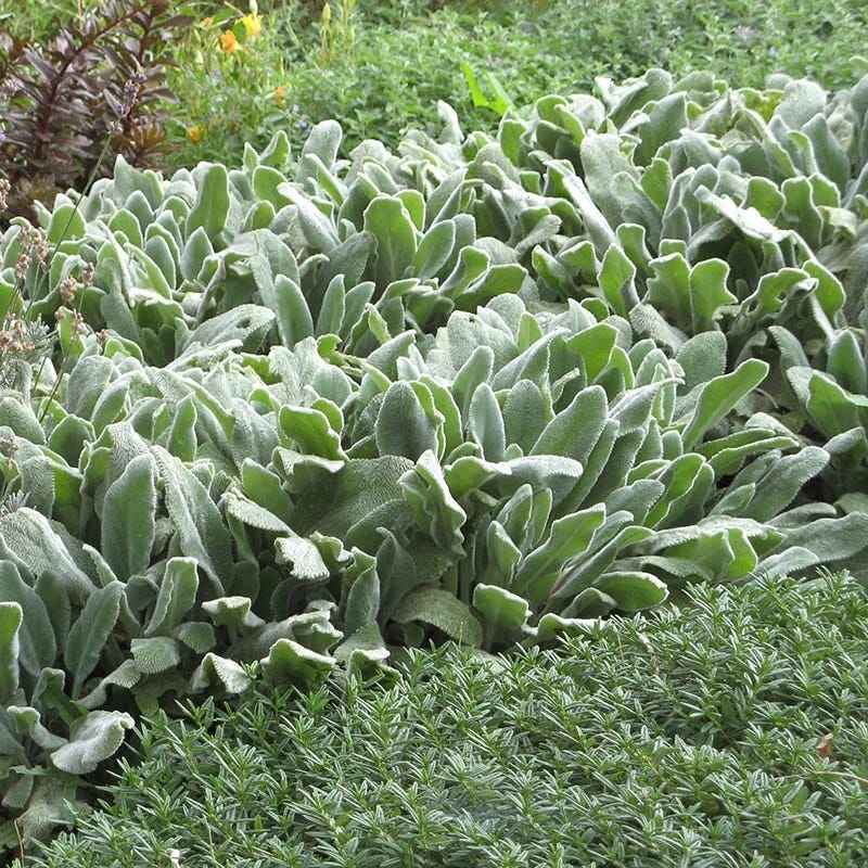 steins indoor plants Helen von Stein Lamb's Ear, Stachys byzantina