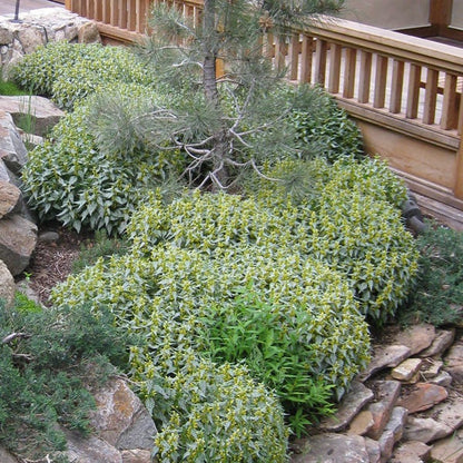 Herman's Pride Archangel (Lamiastrum)