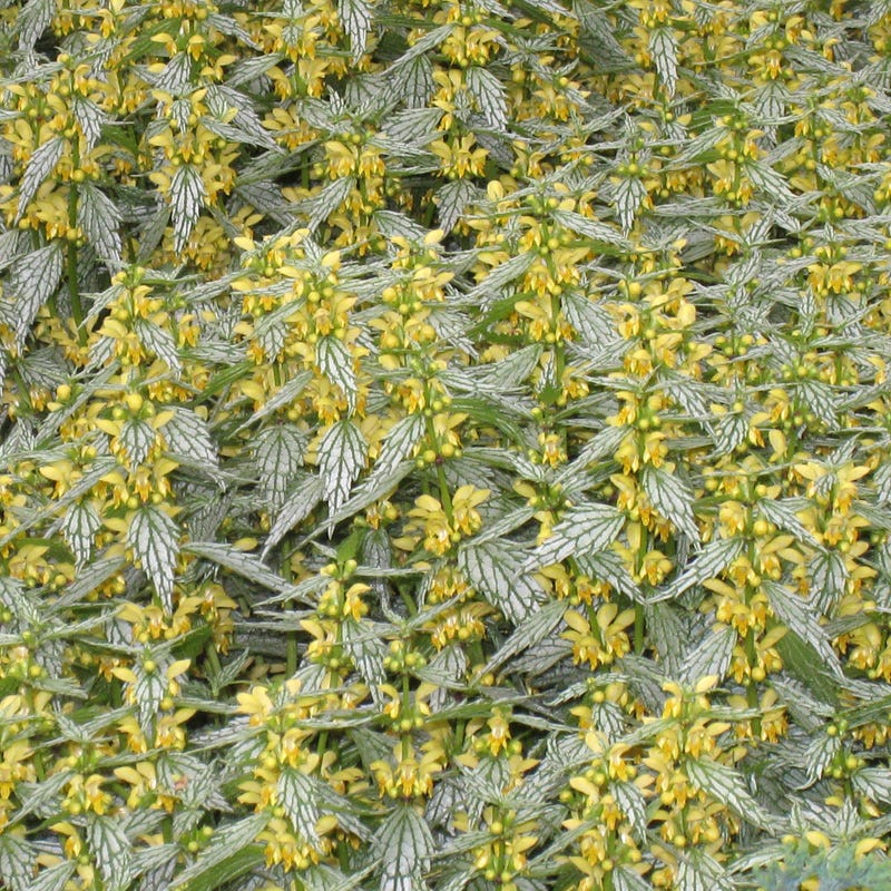 Herman's Pride Archangel (Lamiastrum)