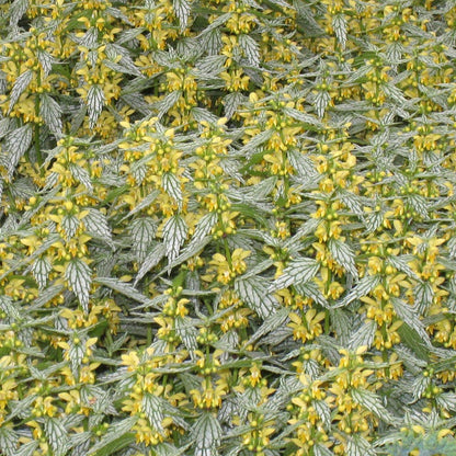 Herman's Pride Archangel (Lamiastrum)