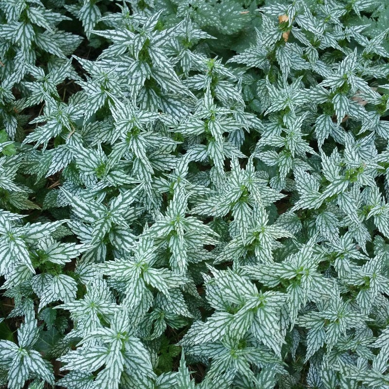 Herman's Pride Archangel (Lamiastrum)