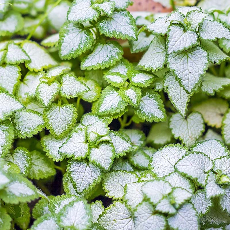 White Nancy Deadnettle, Lamium maculatum White Nancy | High