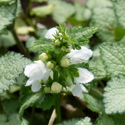 White Nancy Lamium