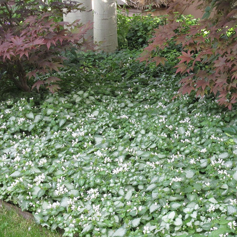 Made For Shade Collection