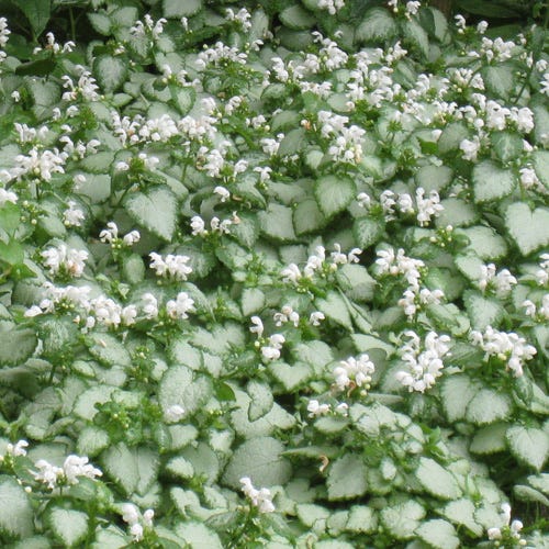 White Nancy Deadnettle, Lamium maculatum White Nancy | High