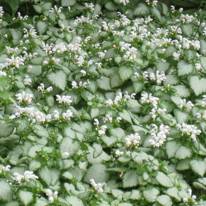 White Nancy Lamium