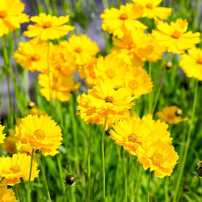 Lanceleaf Coreopsis Seeds