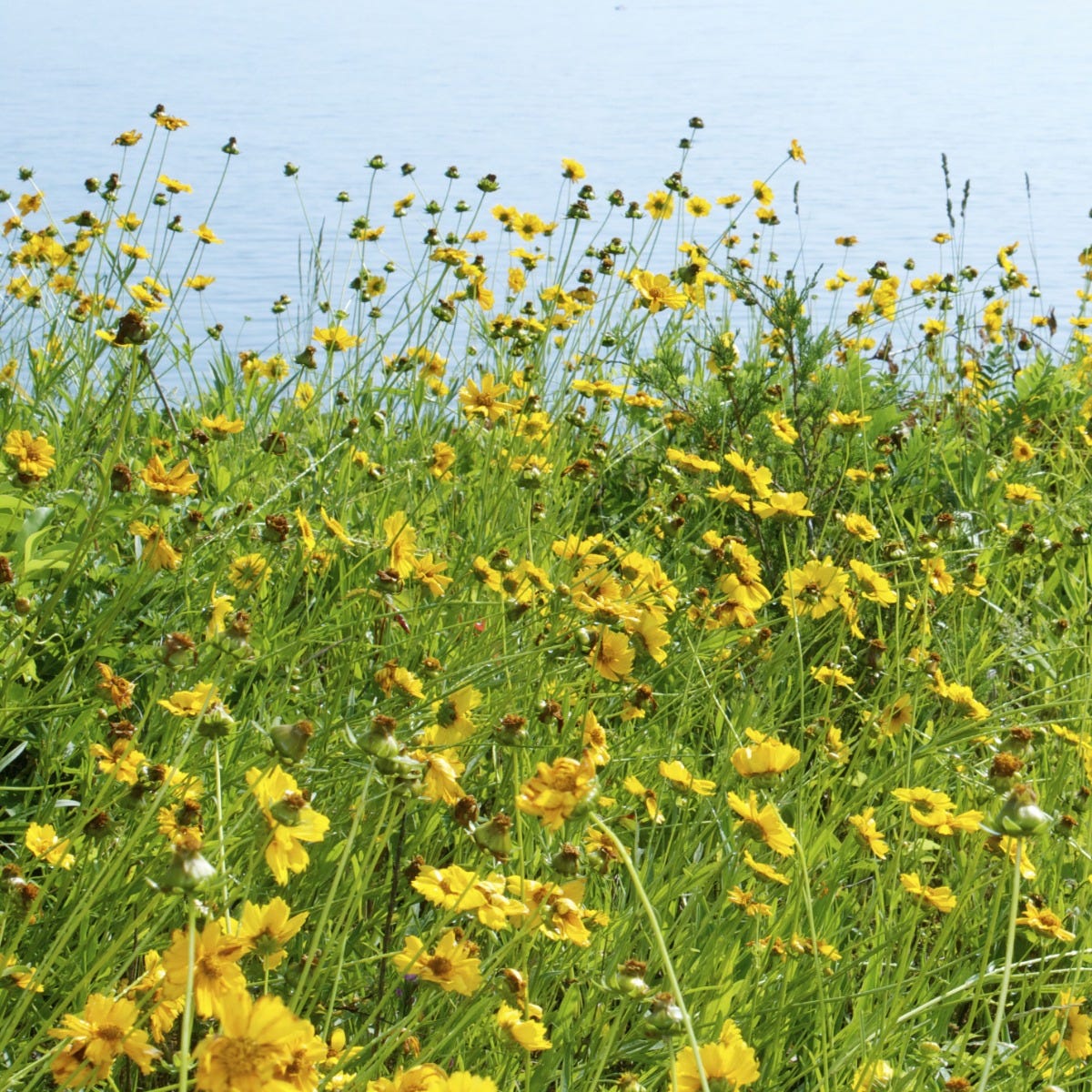 plant coreopsis seeds Lance Leaf Coreopsis Seeds, Coreopsis lanceolata