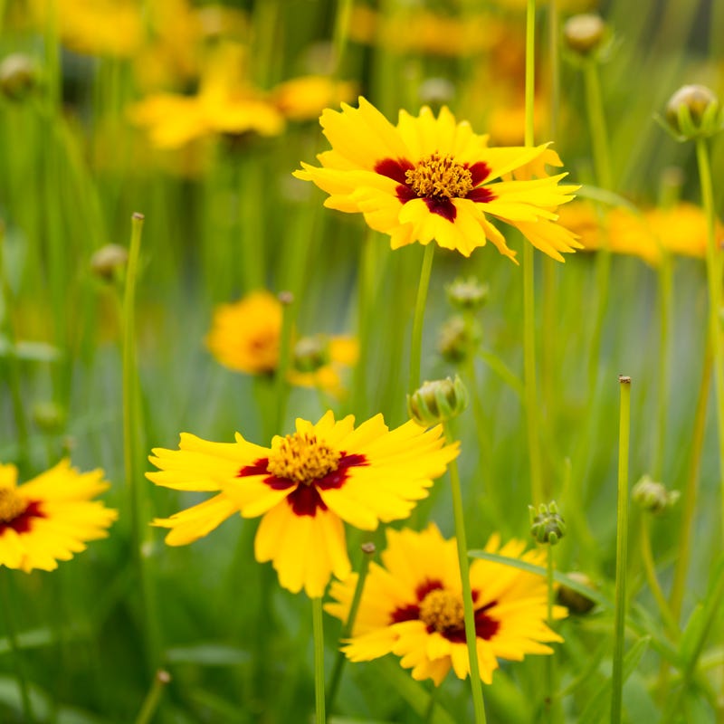 honey bee wildflower seed mix Honey Bee Wildflower Seed Mix