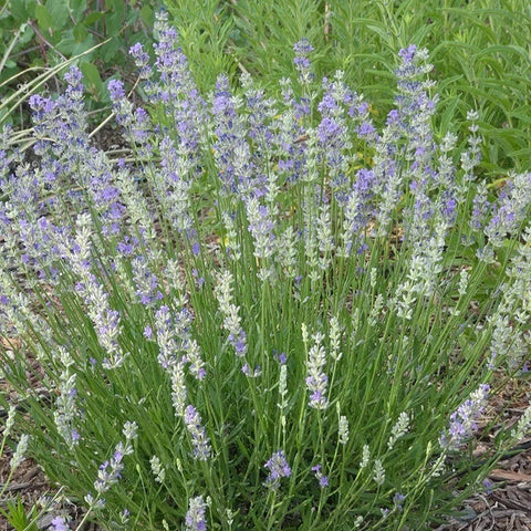 FlowerKisser Delft Blue & White English Lavender, Lavandula