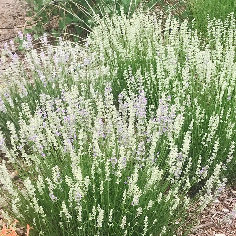 lavender plant with white flowers FlowerKisser Delft Blue & White English Lavender, Lavandula