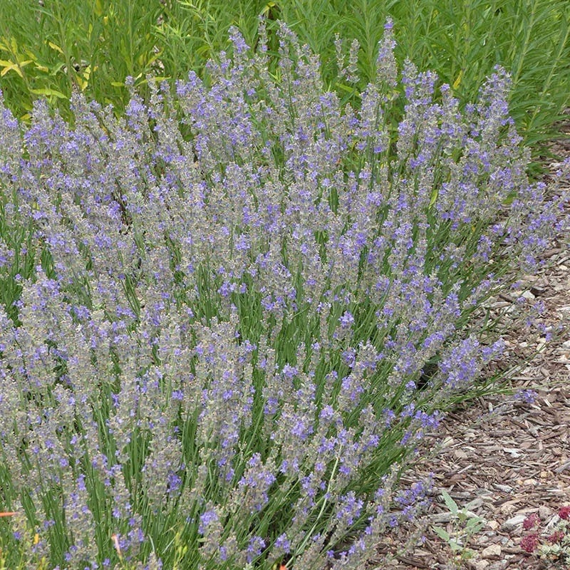 meijer lavender plant FlowerKisser Delft Blue & White English Lavender, Lavandula