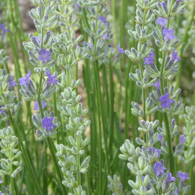 meijer lavender plant FlowerKisser Delft Blue & White English Lavender, Lavandula