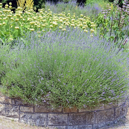 Hardy Jerusalem Sage (Phlomis)
