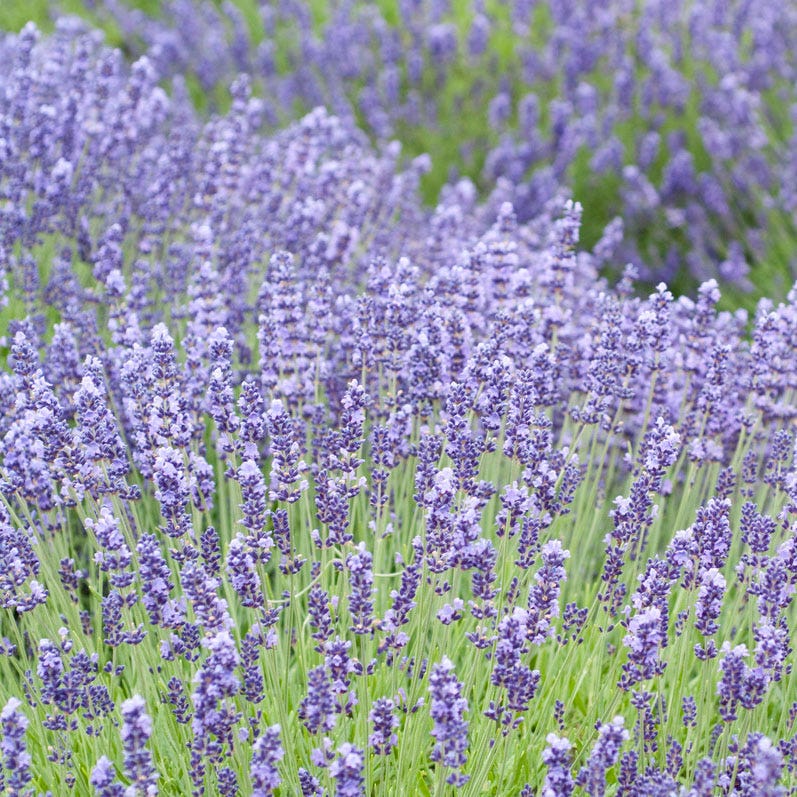 rabbits and lavender plants Deer and Rabbit Resistant Collection