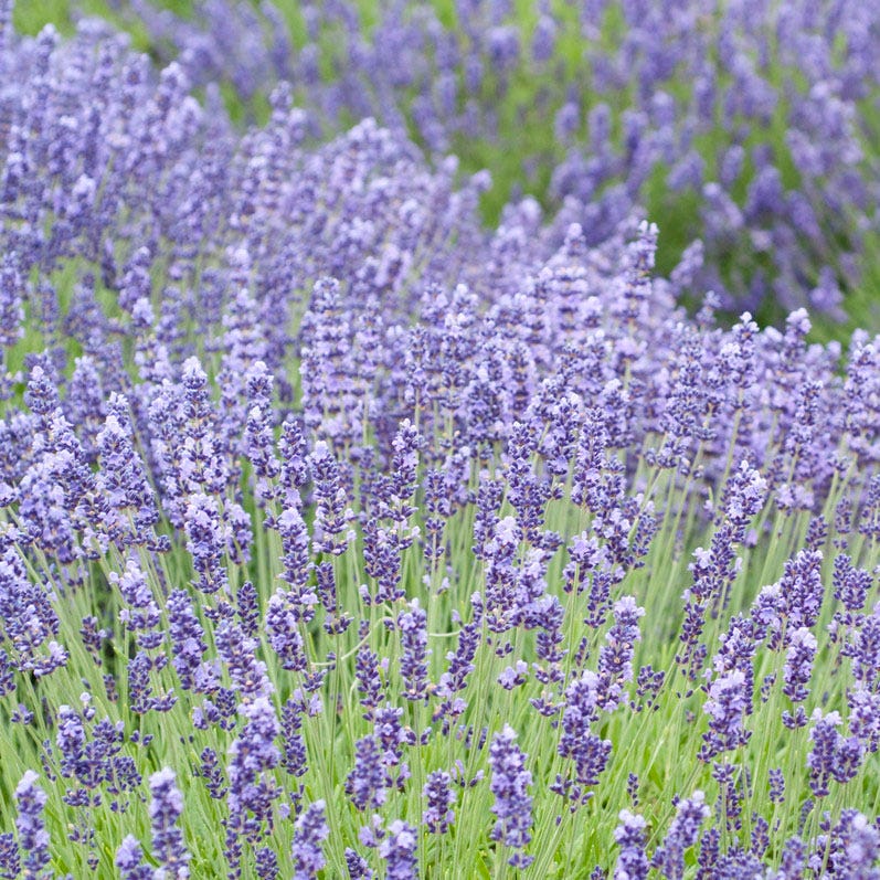 do gophers like lavender plants Gopher & Rabbit Resistant Plant Collection