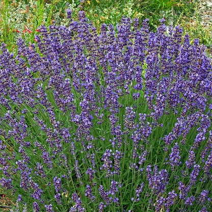 Vera English Lavender