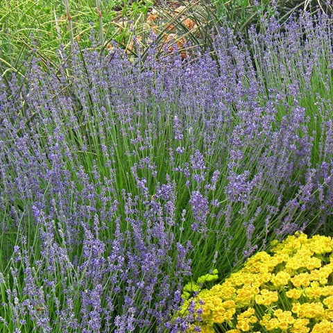 lavender plant in arabic Vera English Lavender
