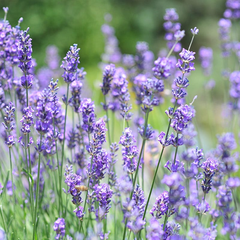 Vera English Lavender