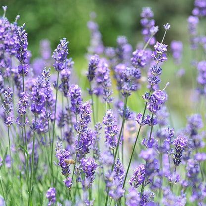 Vera English Lavender