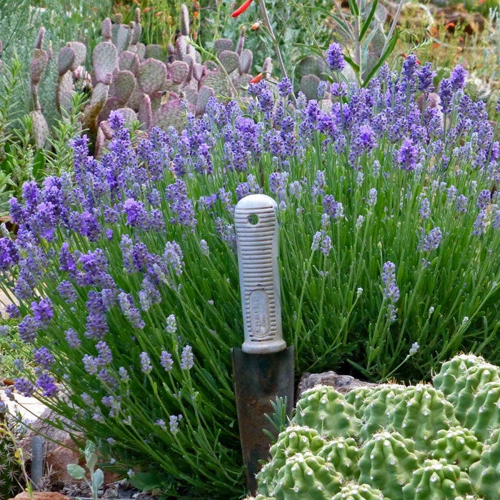 Wee One Dwarf English Lavender