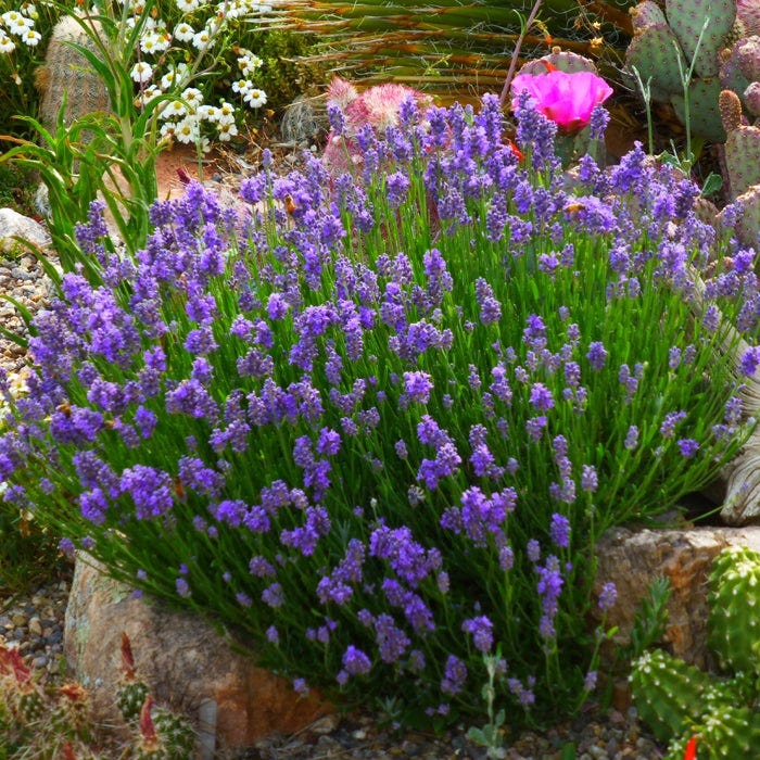 dwarf lavender plant Wee One Dwarf English Lavender, Lavandula angustifolia