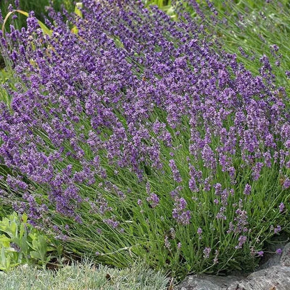 Buena Vista English Lavender