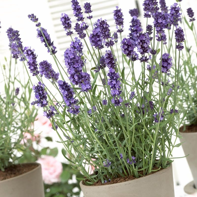 hidcote blue lavender plants Hidcote Blue English Lavender, Lavandula angustifolia